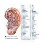 Ear Seed