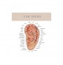 Ear Seed