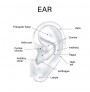 Ear Seed